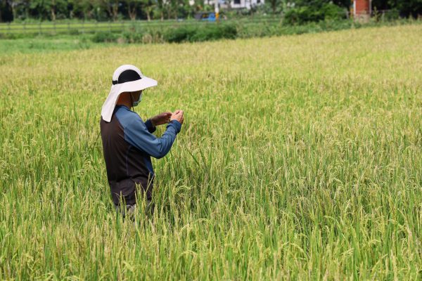 【吉安鄉休耕轉作農民補助申請開跑 游淑貞籲7月31日前完成給付辦理】