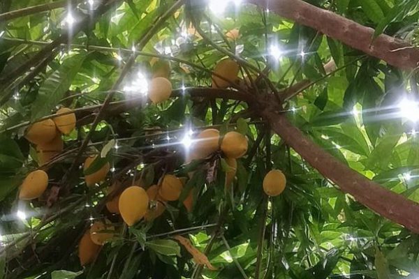 【採顆仙桃與君嘗 蛋蛋憂傷卿來掌》花蓮仙桃盛產 中華美食新寵登場】缩略图