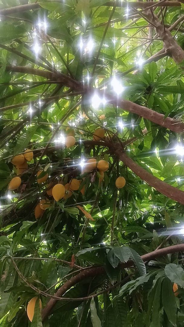 【採顆仙桃與君嘗 蛋蛋憂傷卿來掌》花蓮仙桃盛產 中華美食新寵登場】缩略图