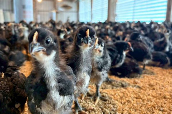 【大陸冷氣團來襲 花蓮縣政府籲請農友加強防寒措施並注意保暖】缩略图