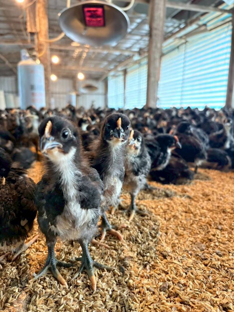 【大陸冷氣團來襲 花蓮縣政府籲請農友加強防寒措施並注意保暖】缩略图