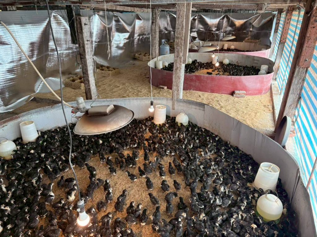 【大陸冷氣團來襲 花蓮縣政府籲請農友加強防寒措施並注意保暖】插图2