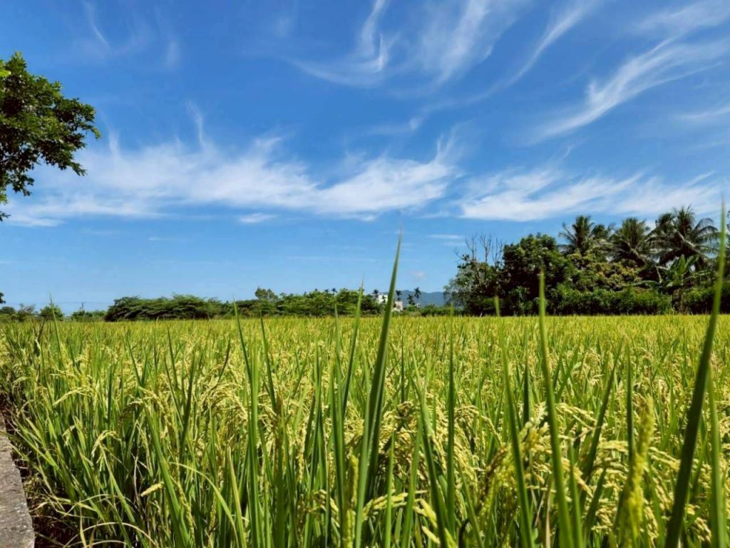 【吉安鄉農藥優惠販售3月10日開跑 游淑貞籲種稻農民把握申請時機】插图 【吉安鄉農藥優惠販售3月10日開跑 游淑貞籲種稻農民把握申請時機】插图