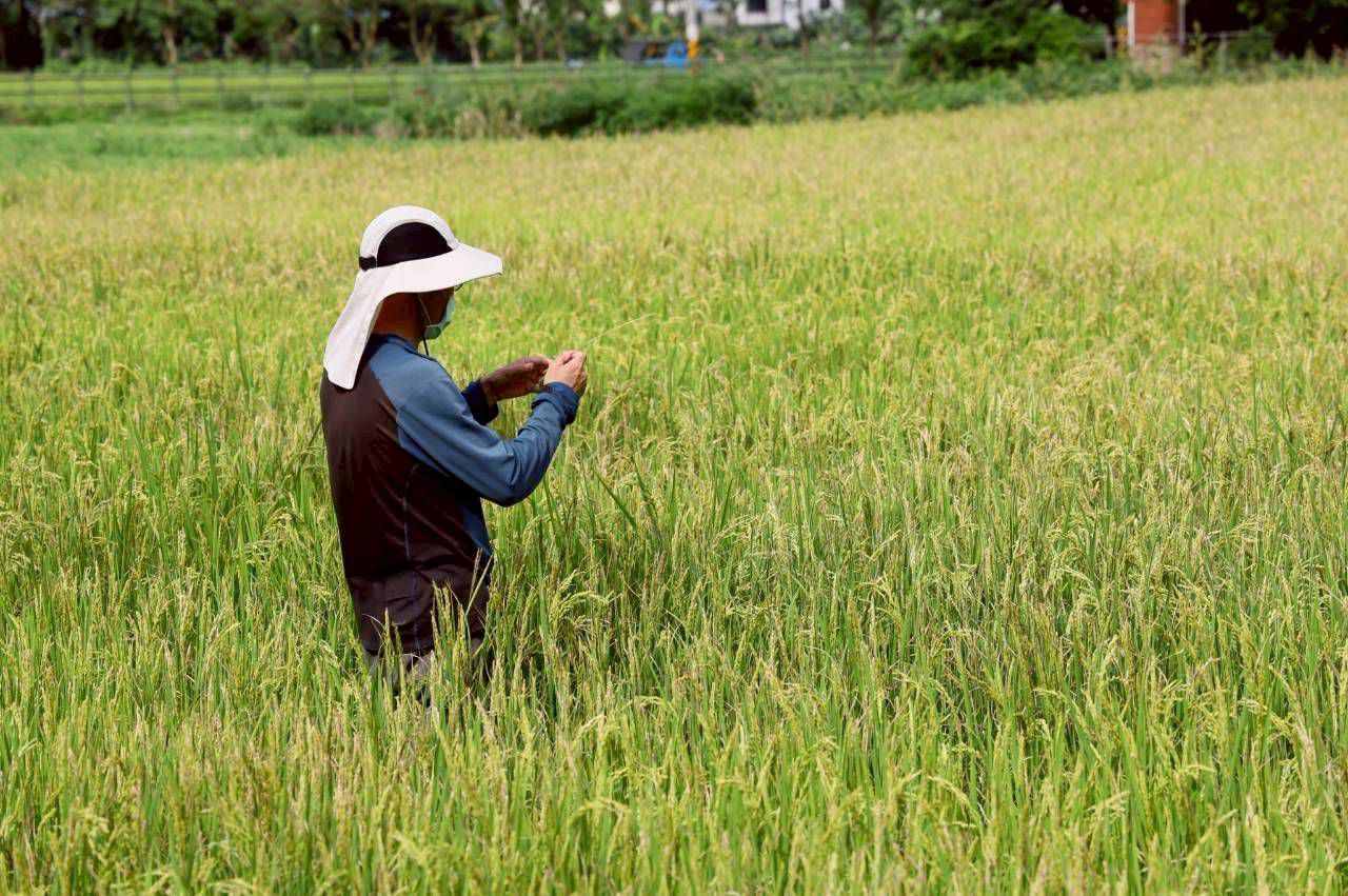 【吉安鄉農藥優惠販售3月10日開跑 游淑貞籲種稻農民把握申請時機】缩略图
