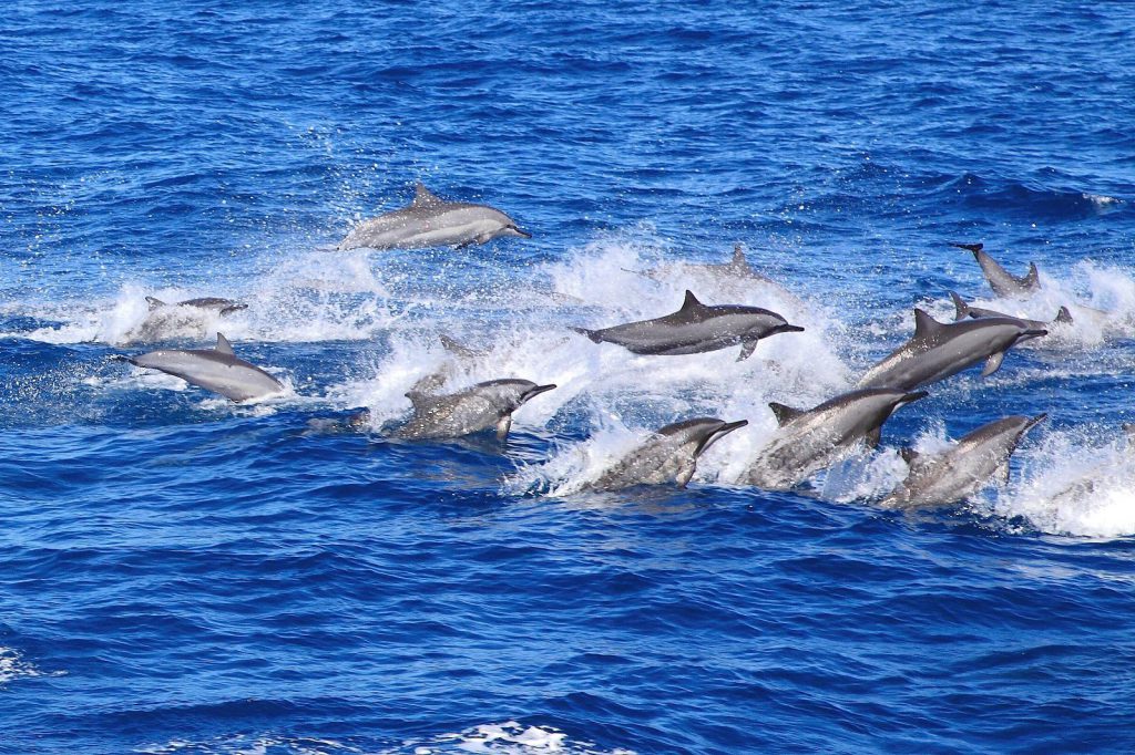 【走進花蓮感受春天 串聯賞螢、生態旅遊與農村文化體驗】插图