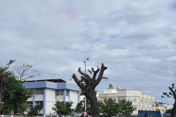 【臺東縣府農業處推諉卸責 「樹木修剪作業規範」遲遲沒有下文】缩略图