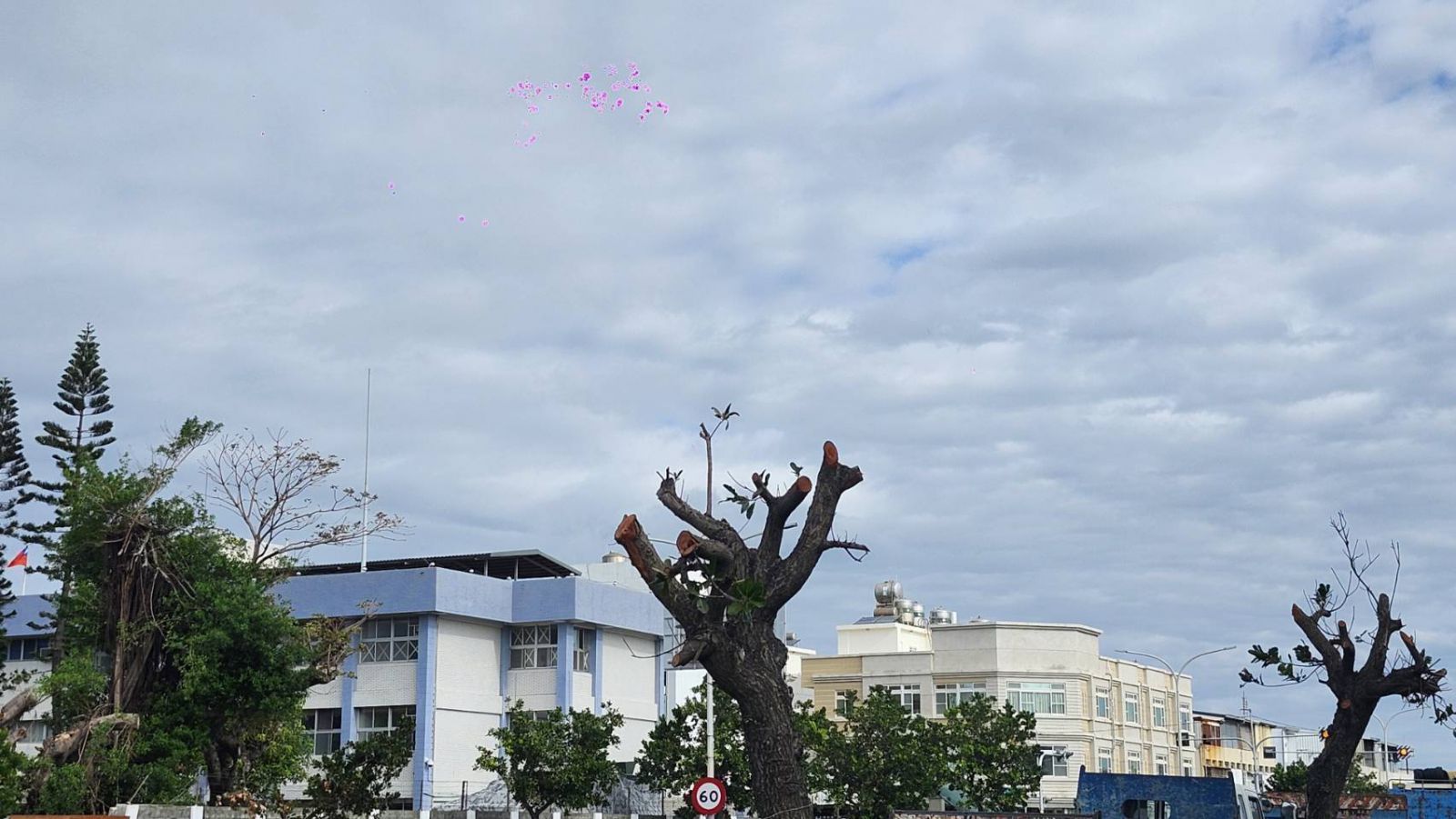 【臺東縣府農業處推諉卸責 「樹木修剪作業規範」遲遲沒有下文】缩略图