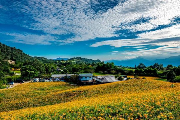 【金黃花海再現山 2026花蓮金針花季8月8日浪漫登場】缩略图