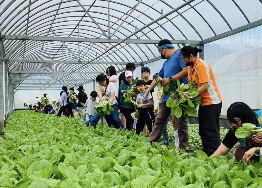 【花蓮2號山苦瓜：結合有機農業與生物科技的健康守護者】插图4