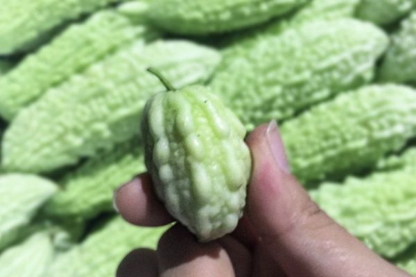 【花蓮2號山苦瓜：結合有機農業與生物科技的健康守護者】缩略图