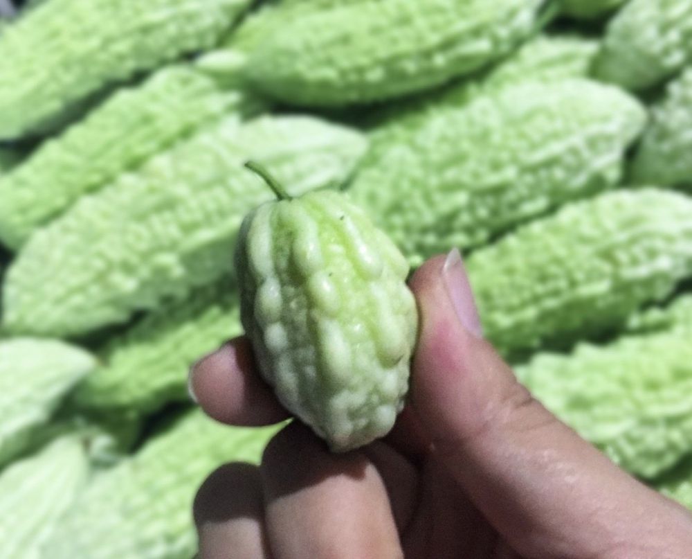 【花蓮2號山苦瓜：結合有機農業與生物科技的健康守護者】缩略图