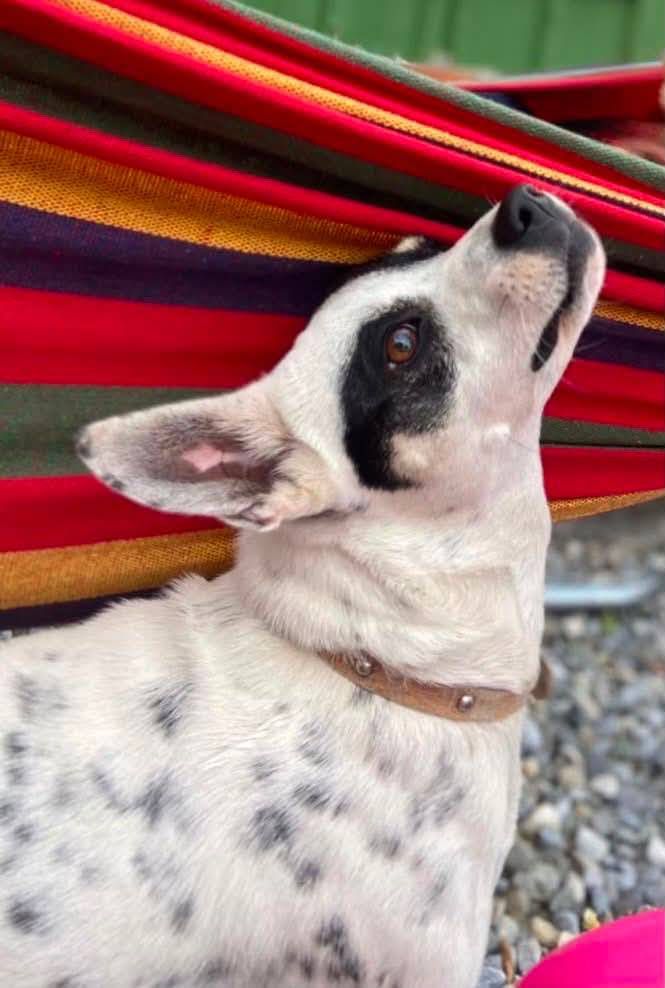 【尋找走失愛犬懸賞一萬元 飼主盼民眾協助提供線索】插图