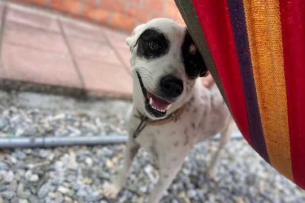 【尋找走失愛犬懸賞一萬元 飼主盼民眾協助提供線索】缩略图